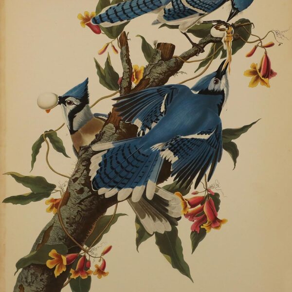 Fine Bird Books 1700 - 1899 By Sacheverell Sitwell, Handasyde Buchanan & James Fisher - Memoirs of India