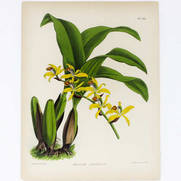 Botanical Engraving.- John Nugent Fitch - Memoirs Of India
