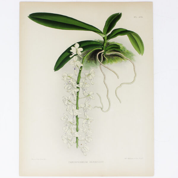 Botanical Engraving.- John Nugent Fitch - Memoirs Of India