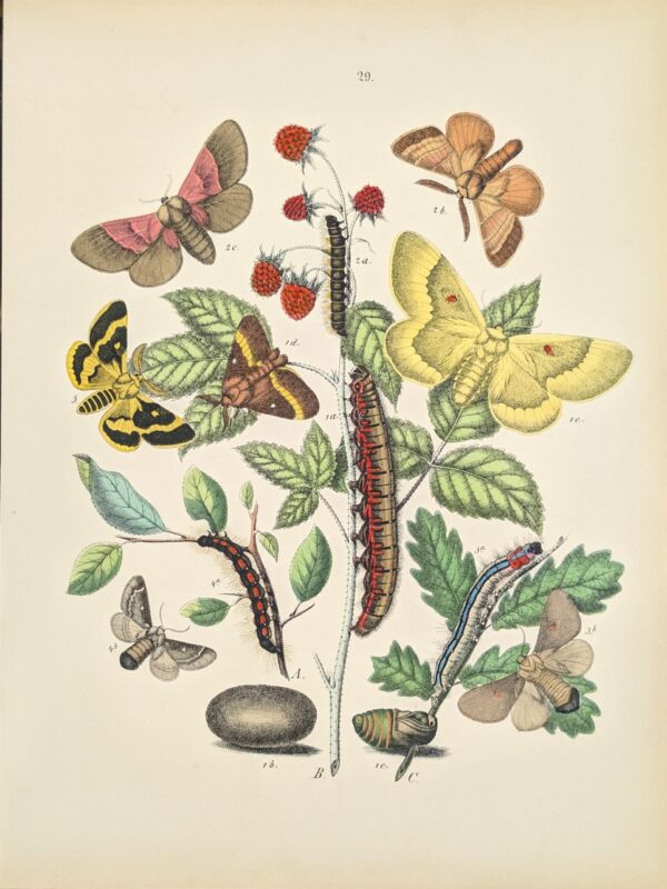 William Forsell Kirby