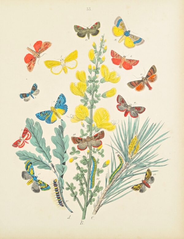 William Forsell Kirby
