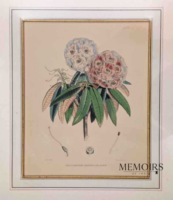 Original 1849 hand-coloured lithograph of Rhododendron Campbelliae by Joseph Dalton Hooker and Walter Hood Fitch, Plate VI from The Rhododendrons of Sikkim-Himalaya, showing flowering Himalayan rhododendron branches and botanical details.